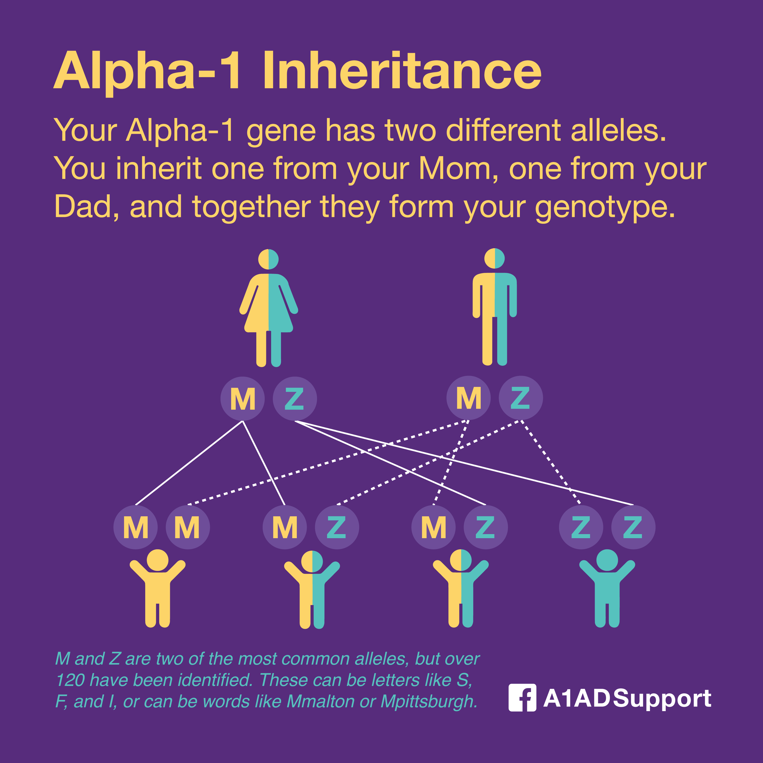 Alpha-1 Inheritance
